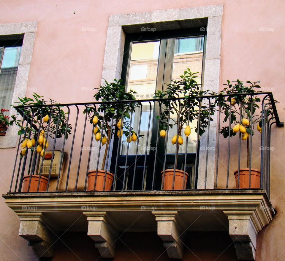 Balcony 💚🍋 Nature 💚🍋 Urban 💚🍋