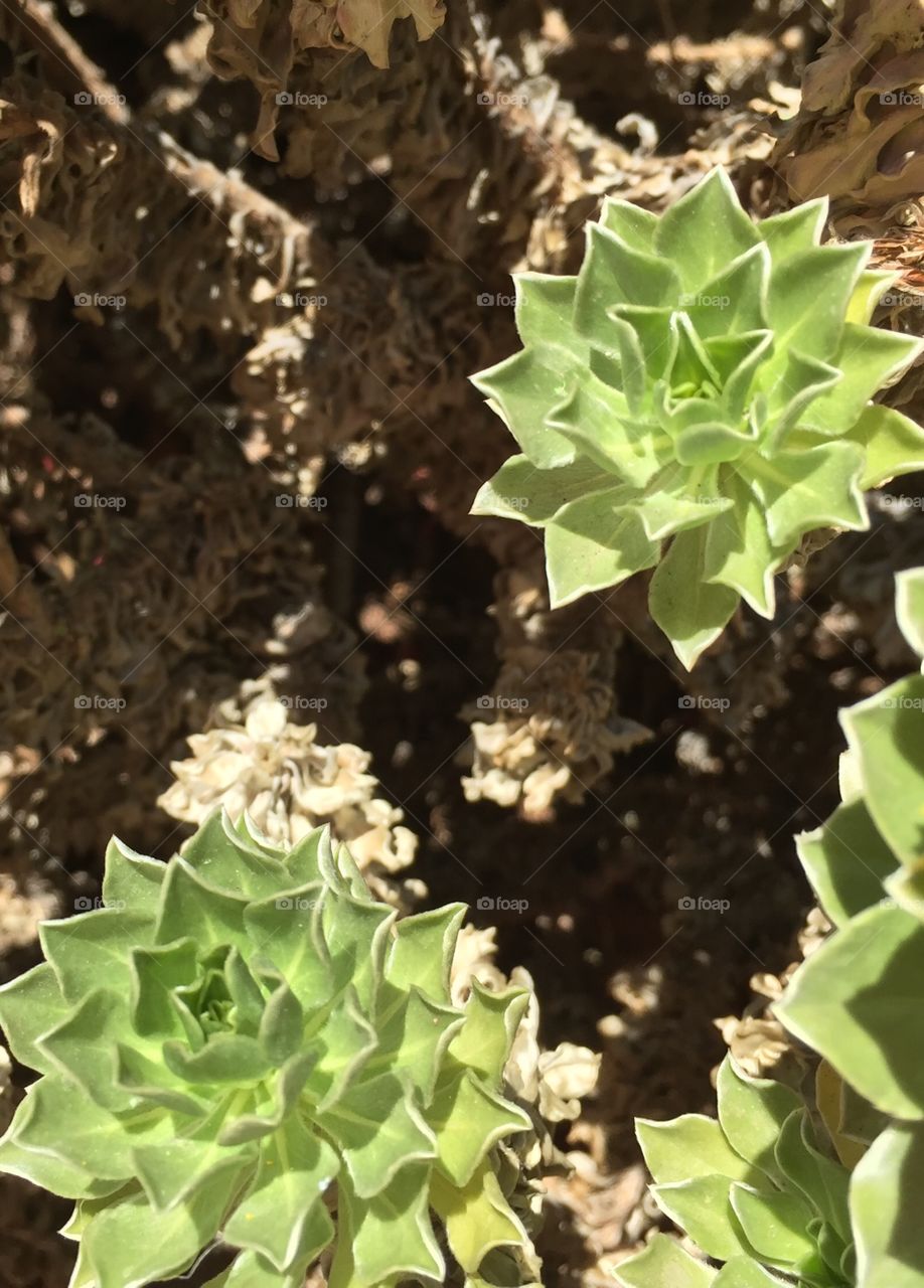 Close up of green plants