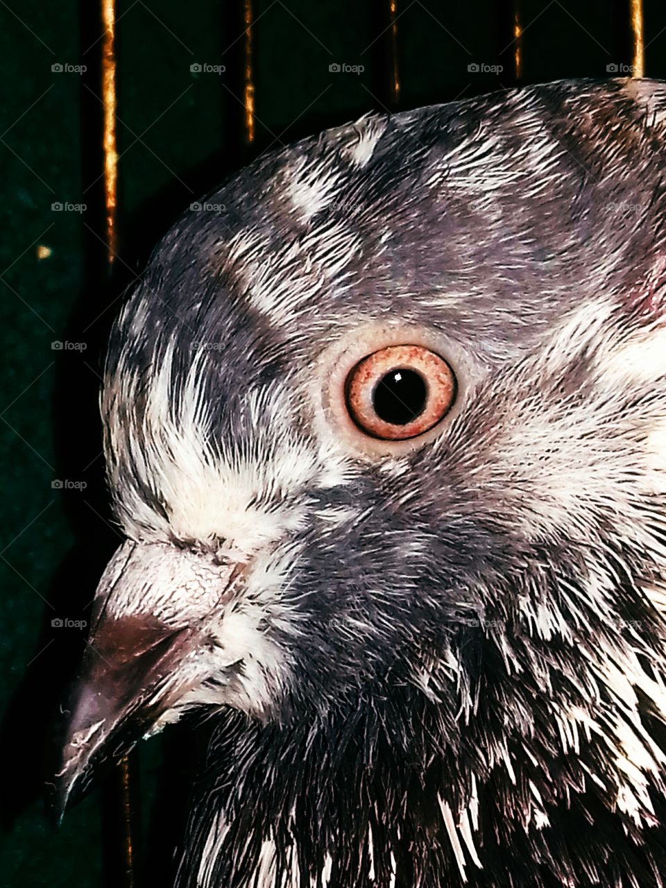 Pigeon Eyes close picture