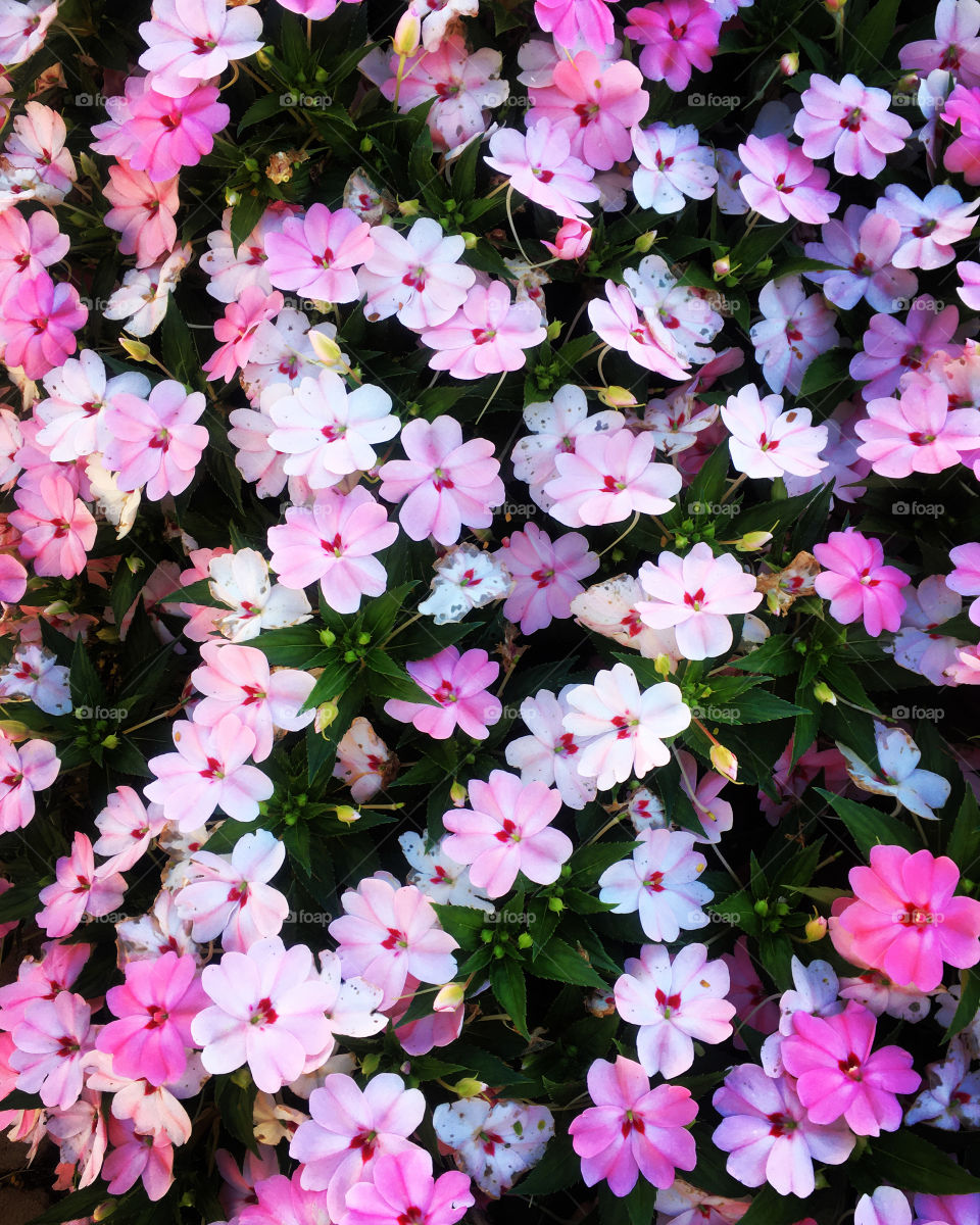 🌹 🇺🇸 Very beautiful flowers to brighten our day.  Live nature and its beauty. Did you like the delicate petals? / 🇧🇷 Flores muito bonitas para alegrar nosso dia. Viva a natureza e sua beleza. Gostaram das pétalas delicadas? 