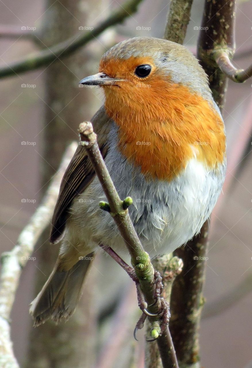 Robin.