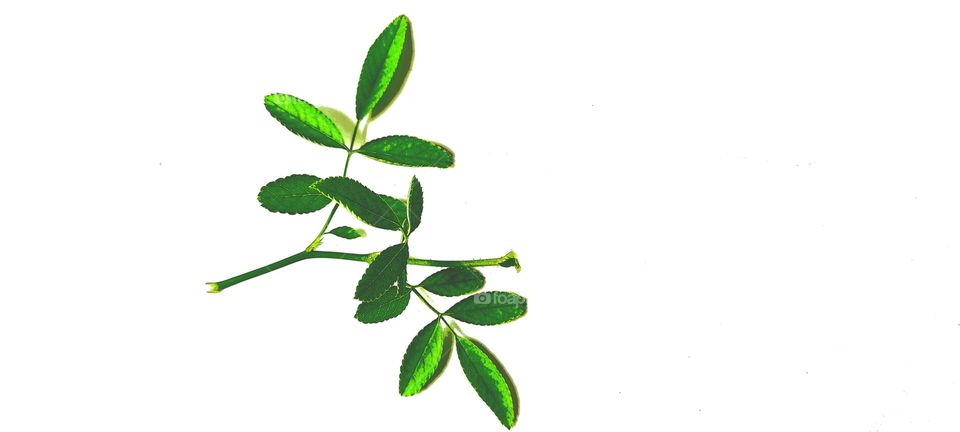 some time leafy can look more beautiful than flower