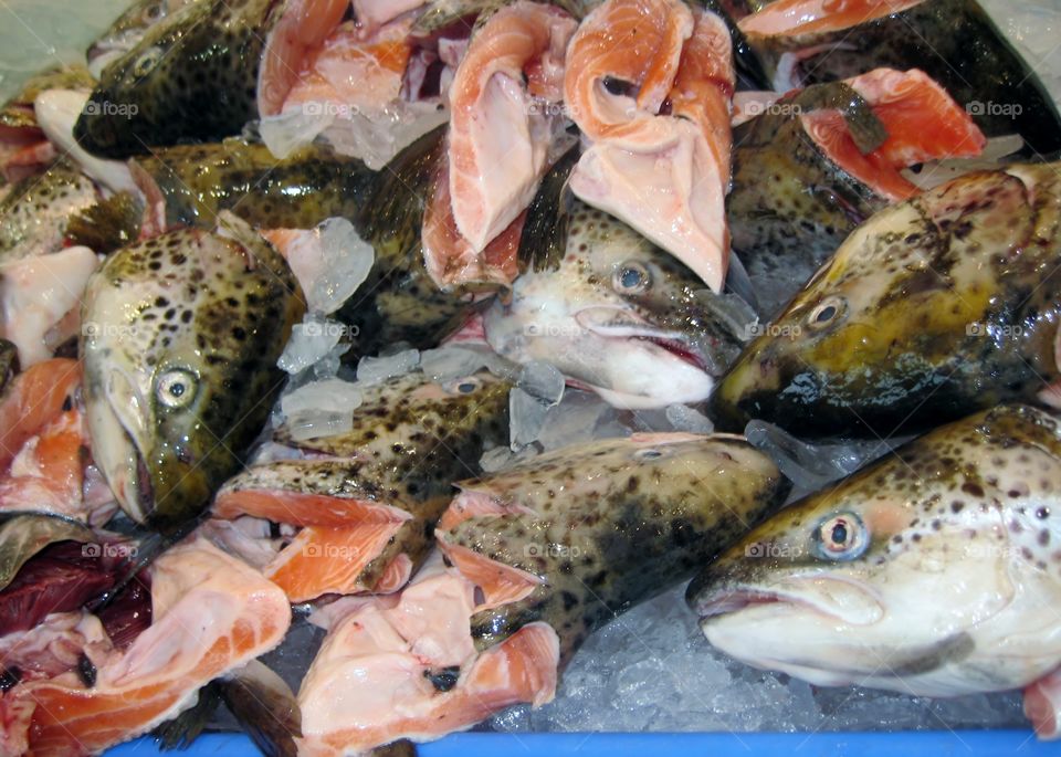 Catch of the Day. Sydney Fish Market