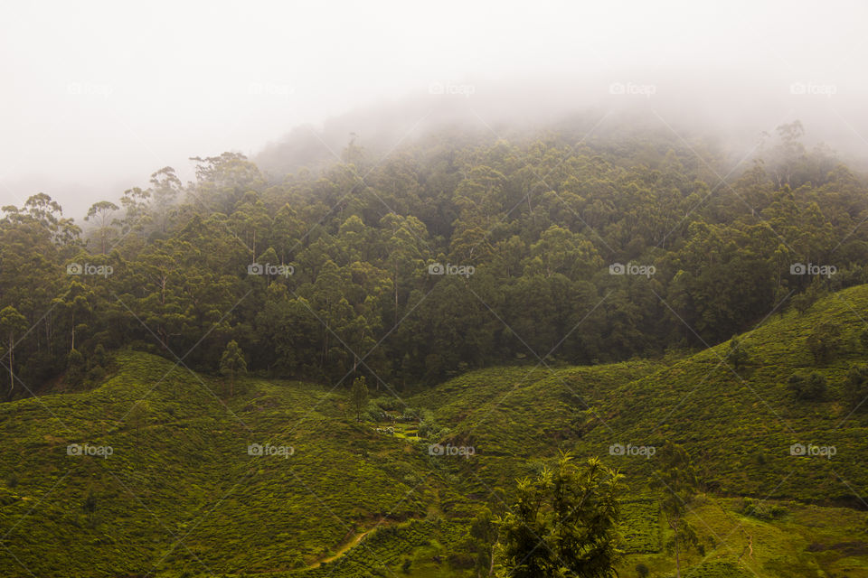 Beautiful Nuwara Eliya