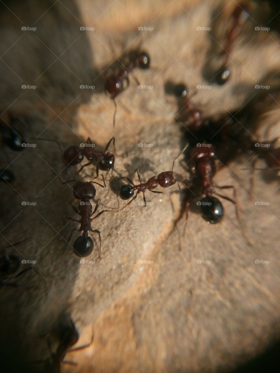 talking ants