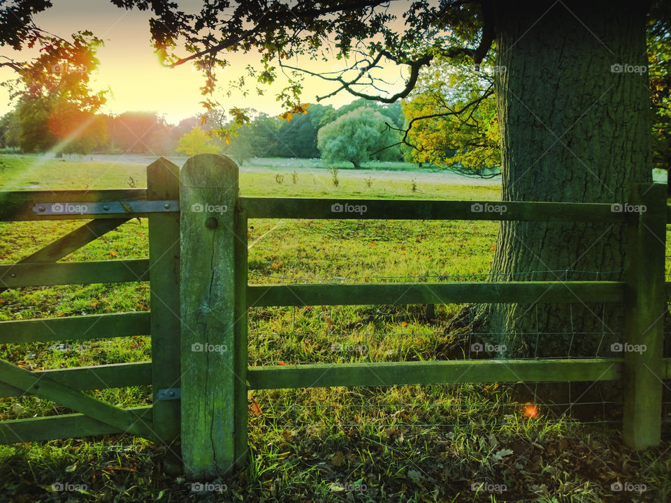 Field. Countryside