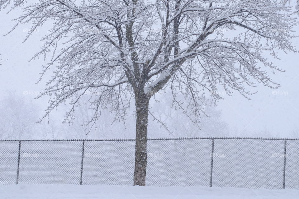 Stormy day for Montreal  this tree is covered with snow. 