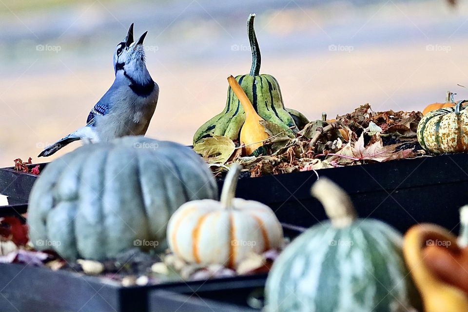 Blue jay singing to the world!! 