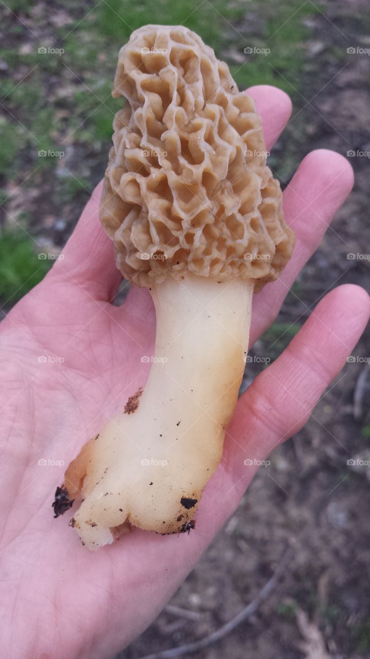 Morel