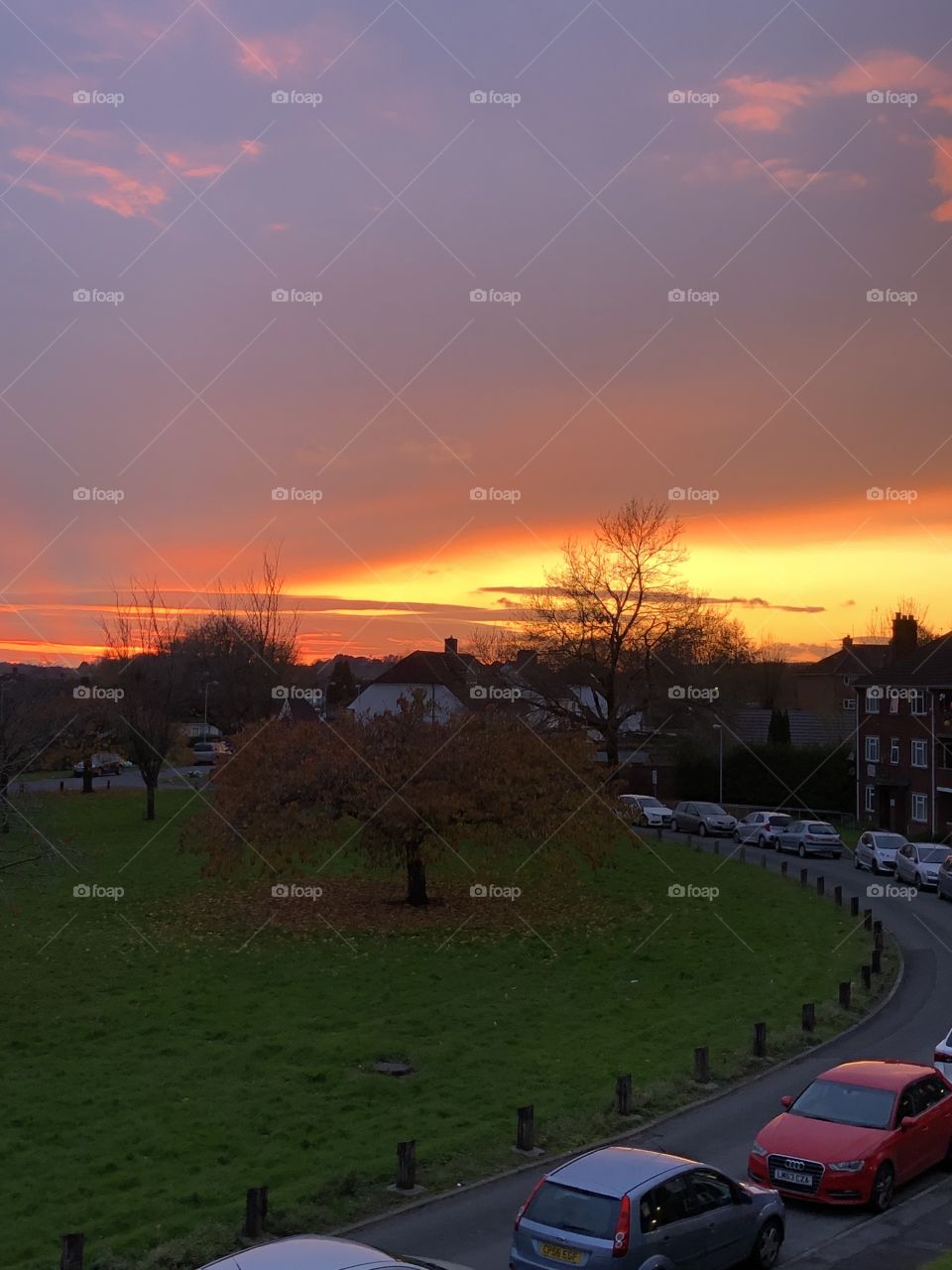 Sunset and a beautiful red tree 