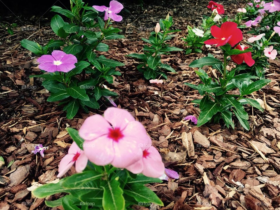 Blooming spring flowers.