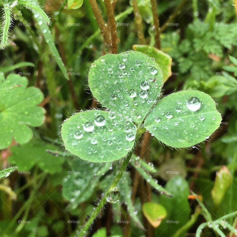 Water droplets 💦 🍀 