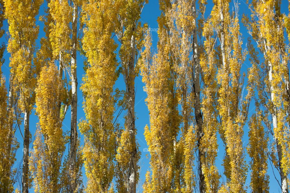 Row of yellow poplar trees . Image of a row of poplar trees in the fall shot perpendicularly. Autumnal colors.
