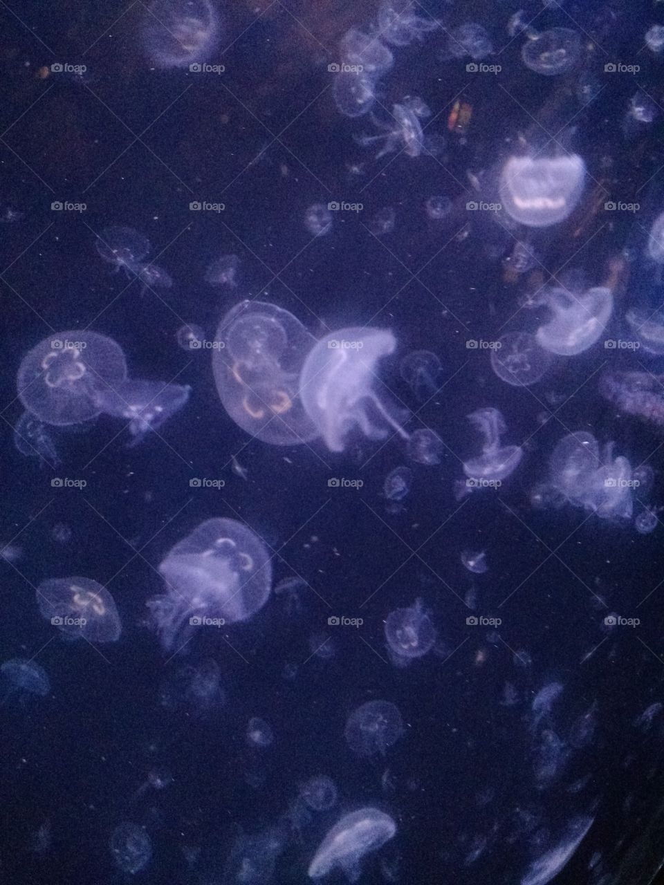 Little Jellies. New Orleans Aquarium