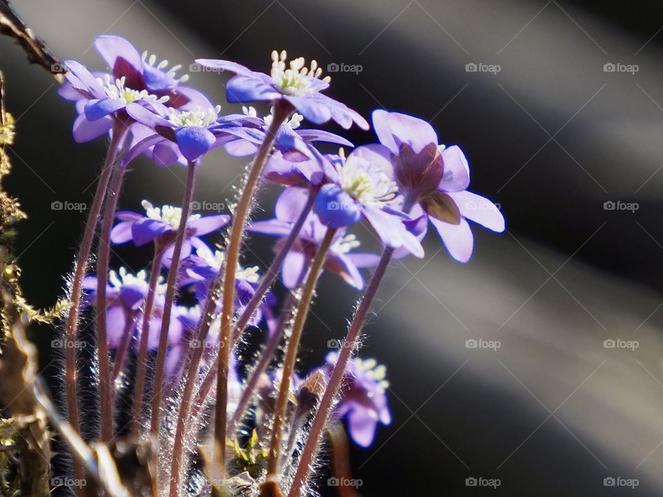 Hepatica