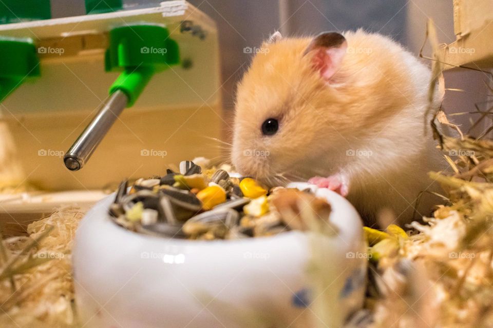 Syrian hamster eating different types of grain from a ceramic bowl.