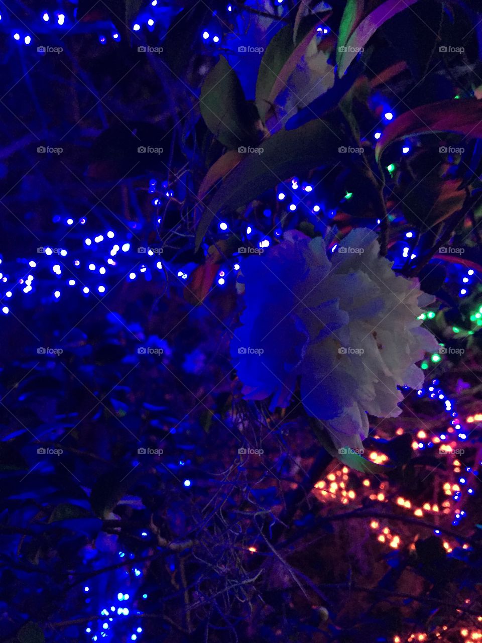 Shot of flower untangled with multicolored lights along a Bush at the garden Christmas fest!