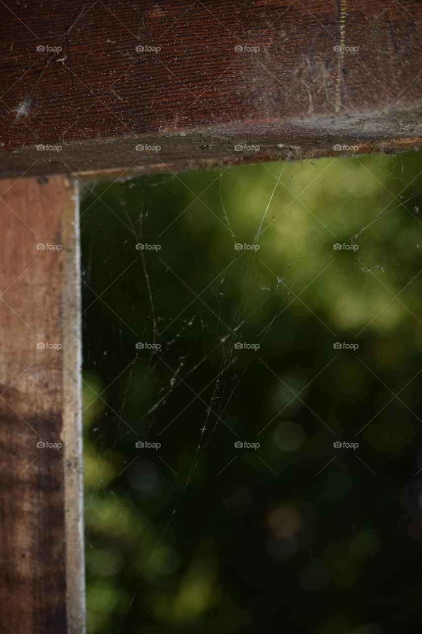 Web on wood