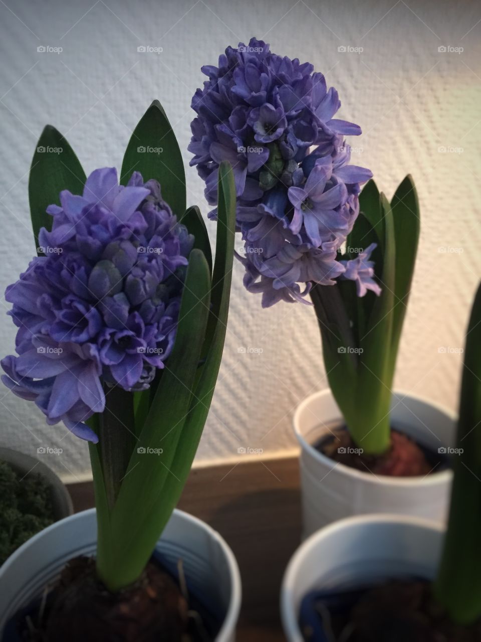 Potted plants of a hyacinths