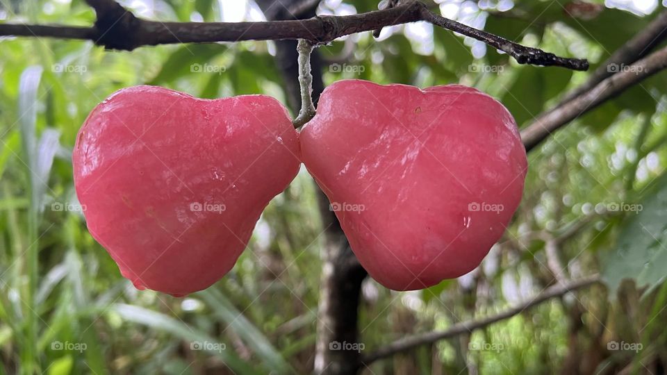 pink fruit