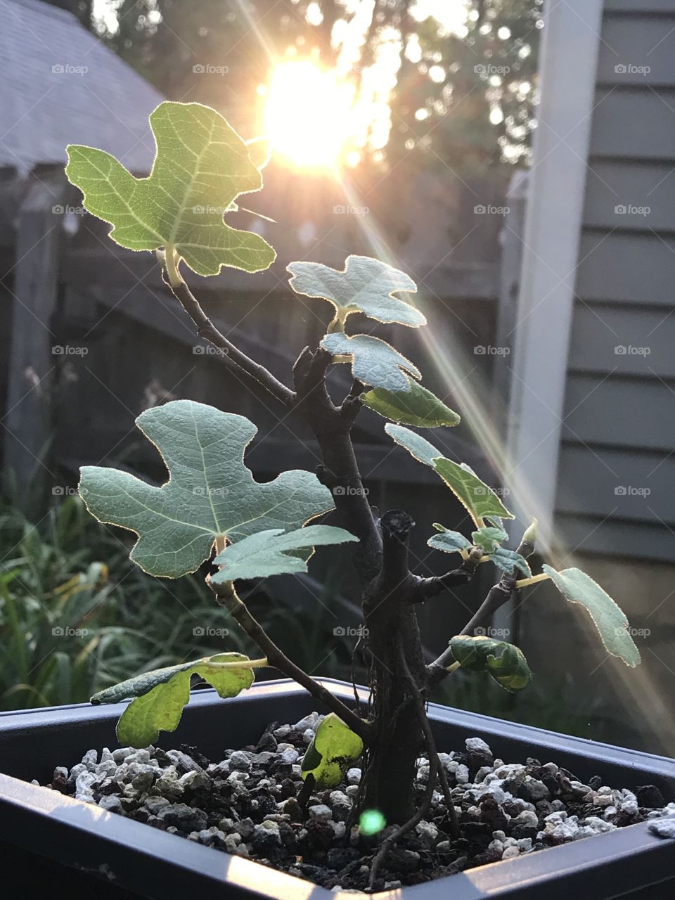 Fig bonsai tree at sunset.  Back patio plants. 