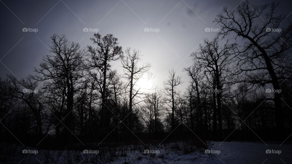 View of bare trees in the forest during winter