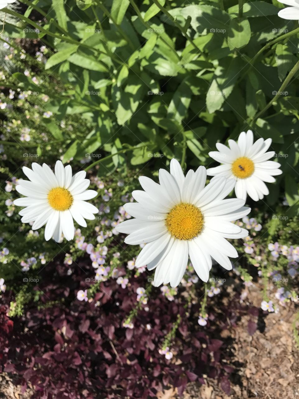 Pop up flowers along a trail path lining the forest