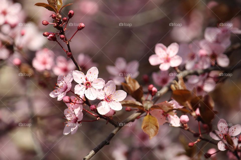 Pink spring flowers