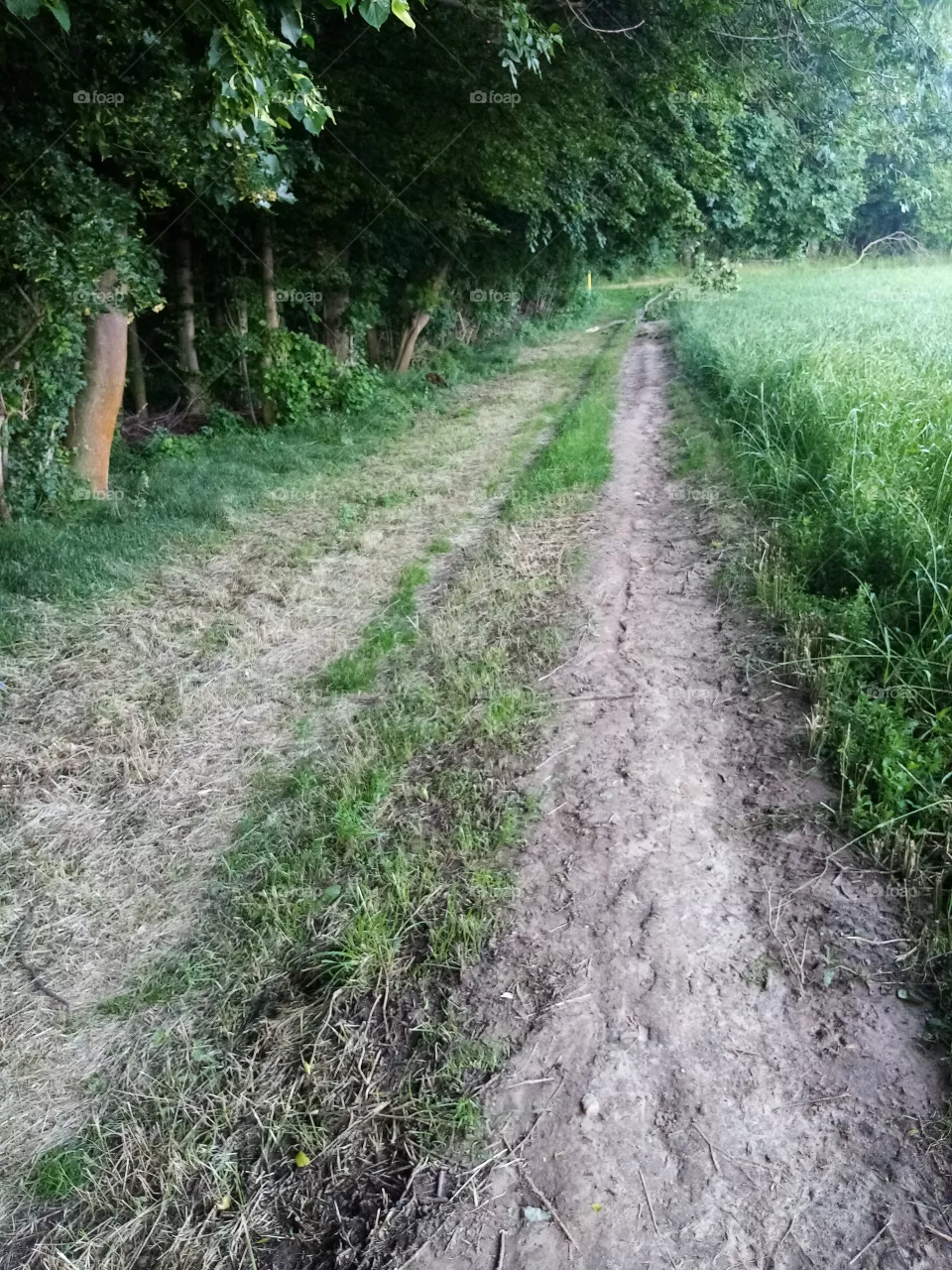 Neben Feld