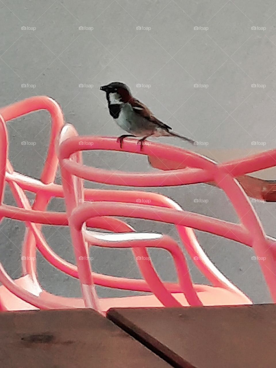 sparrow on pink chair in a caffe