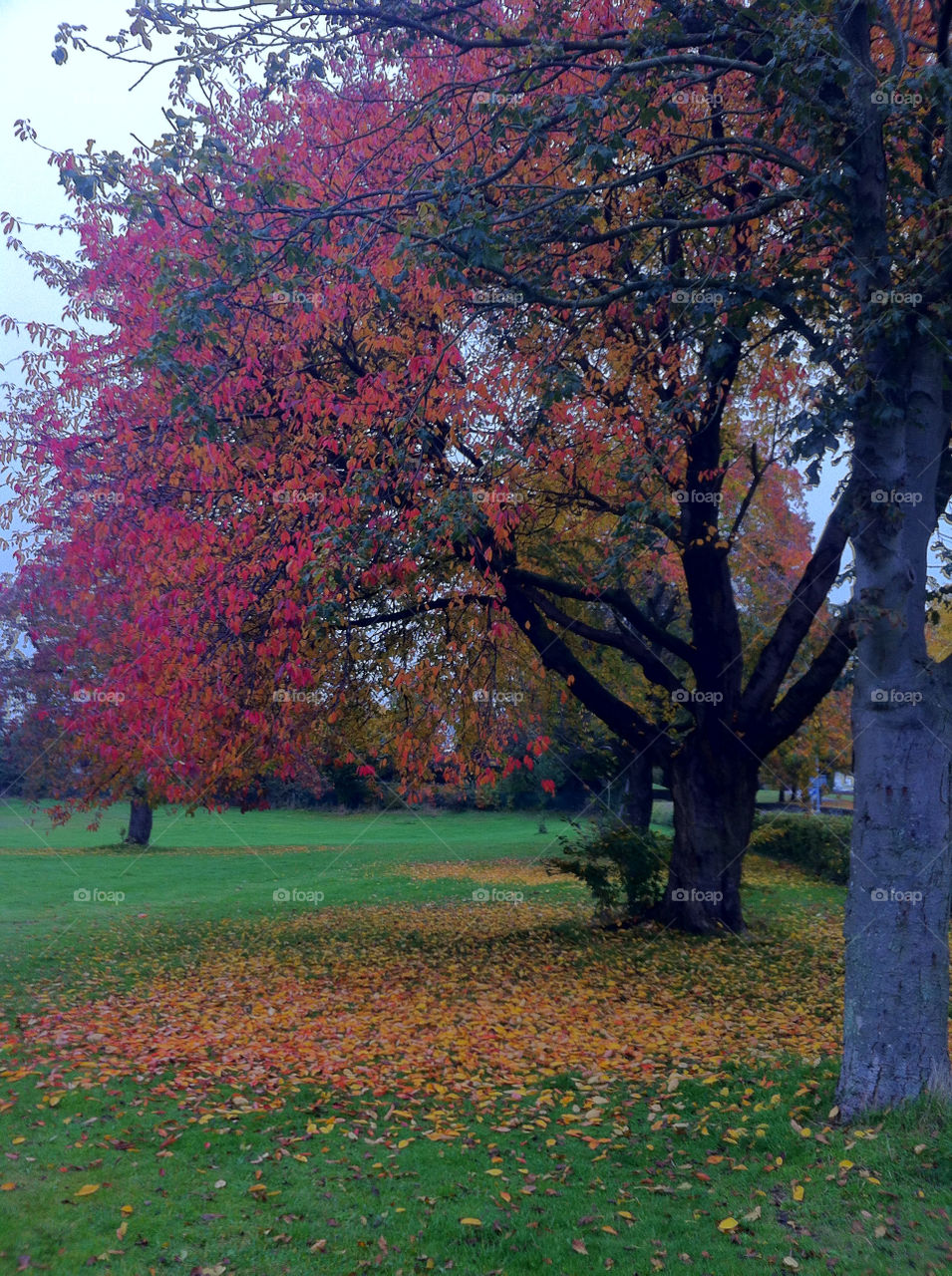 autumn view wrexham by wassim866