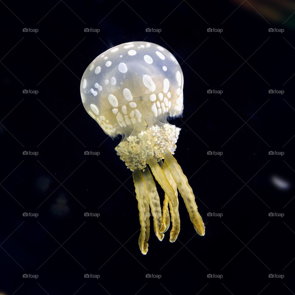 Jelly fish swimming underwater