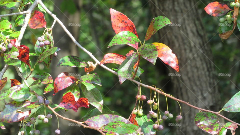 Leaf, Nature, Tree, No Person, Branch
