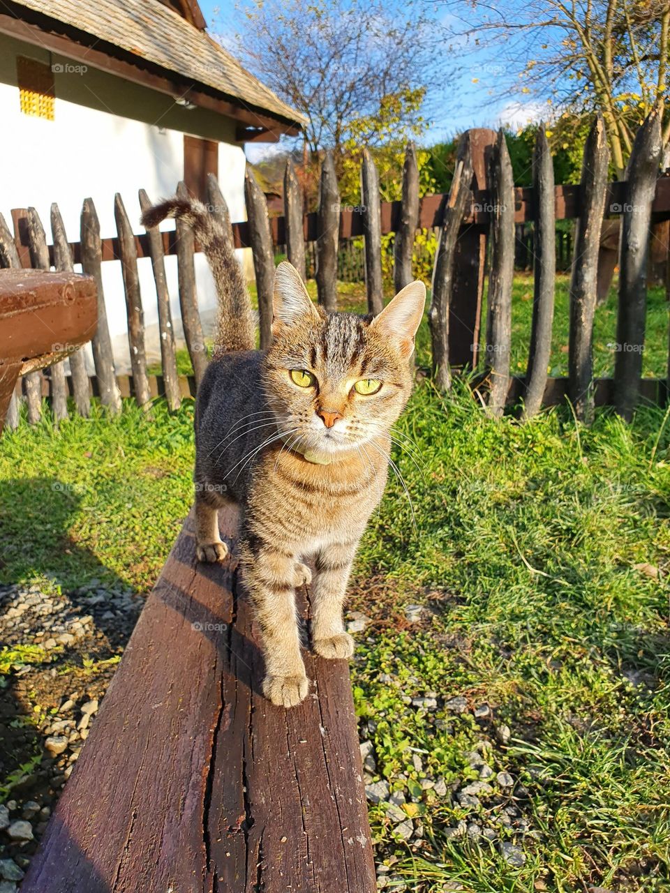 Curiosity