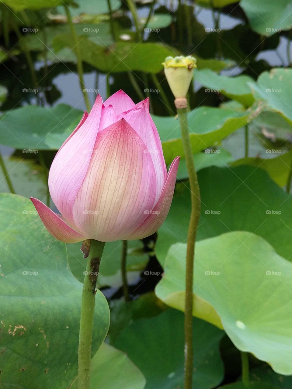 it's summer time: the season of lotus (Nelumbo nucifera) makes you cooler and calm down.