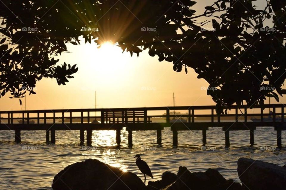 A bird enjoying the sunset