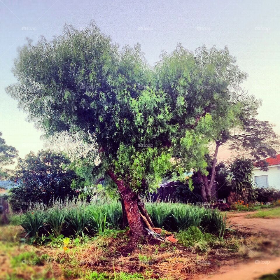 FOAP MISSIONS - From the landscapes of 2019, this was perfect: the tree with the heart-shaped canopy! / Das paisagens de 2019, está foi perfeita: a árvore com a copa em formato de coração!