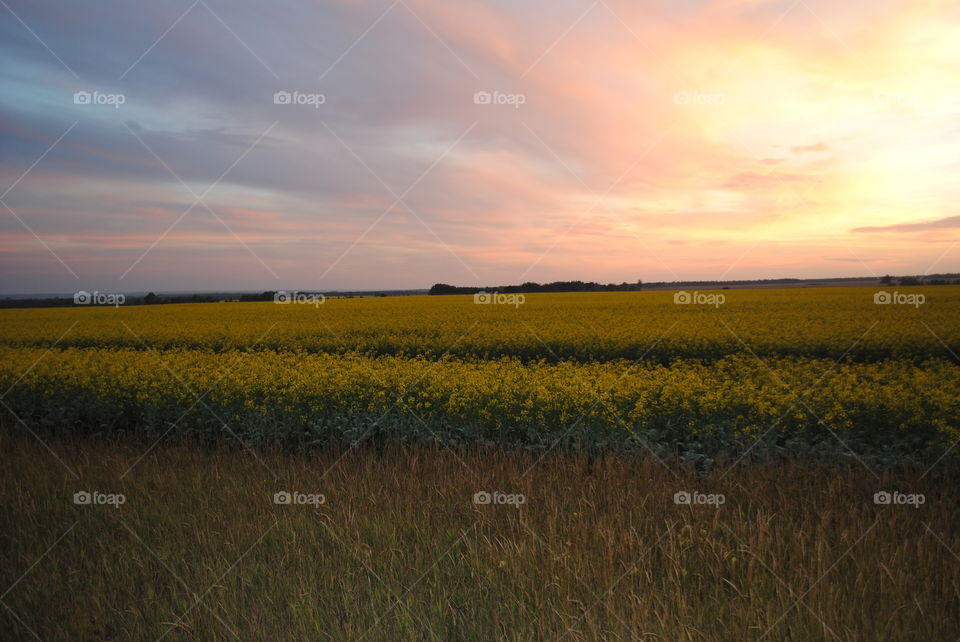 Sunset over rapeseed field