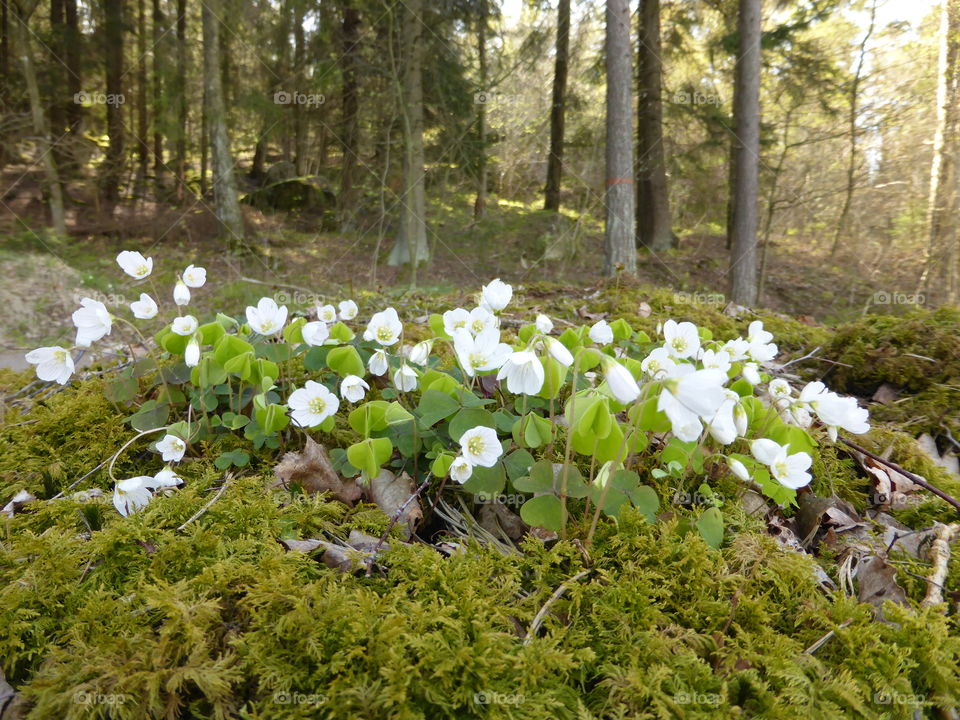 White flower growing in forest