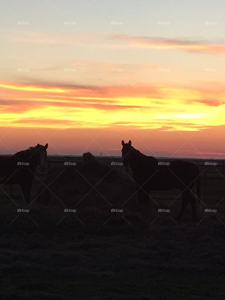 Sunset & Horses