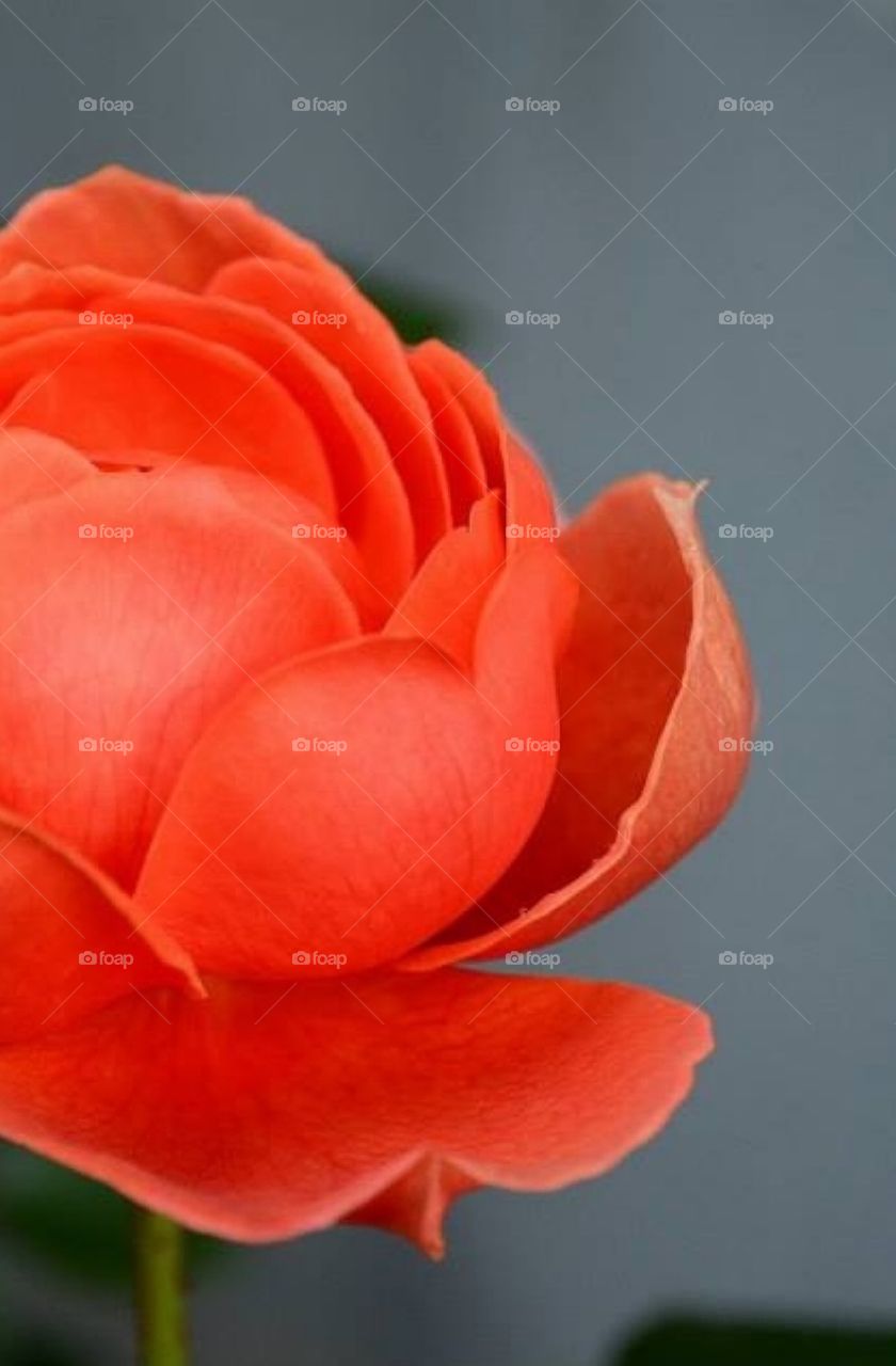 Orange rose