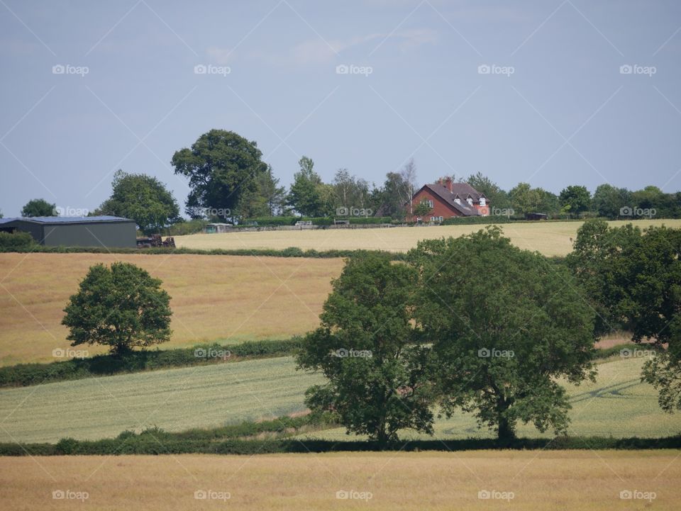 Crops. Farm England 