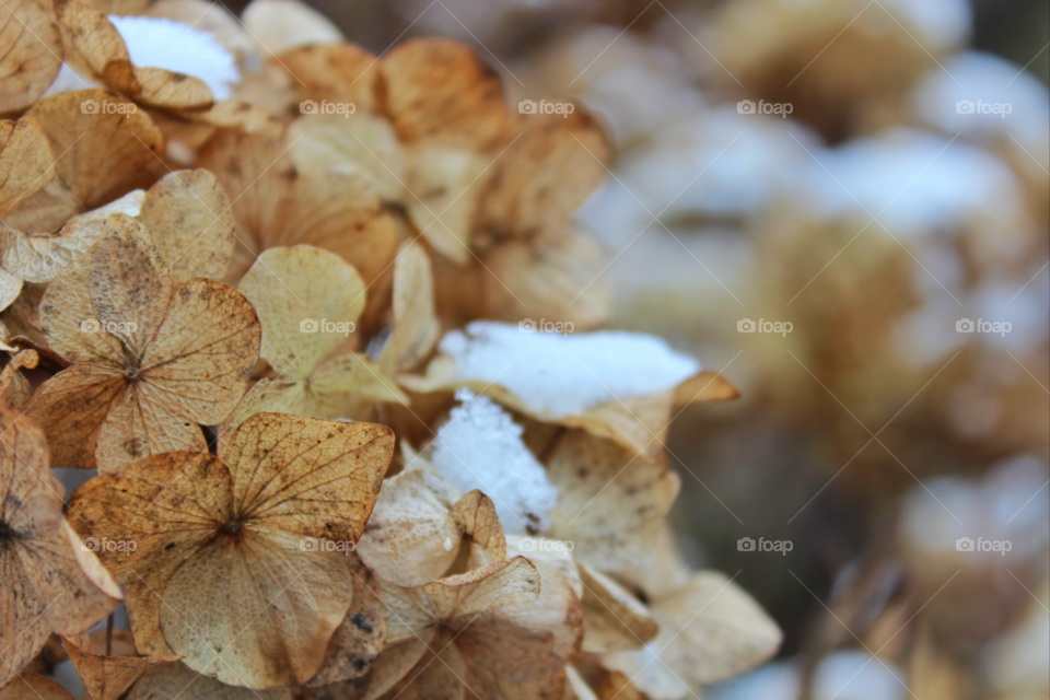 snow winter leaves plant by twilite