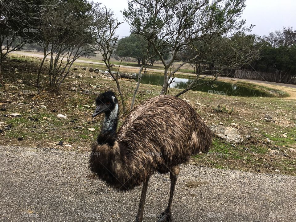 Emu!