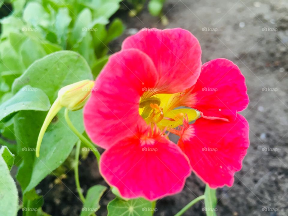 Мои цветы в саду