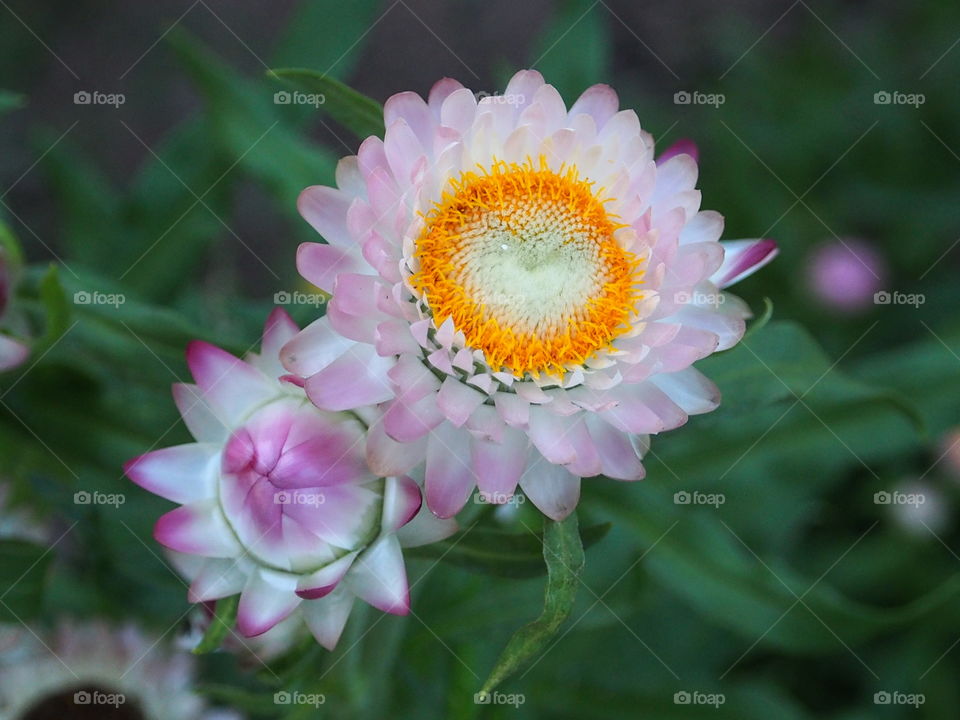 Straw flower. Close-up a beautiful straw flower