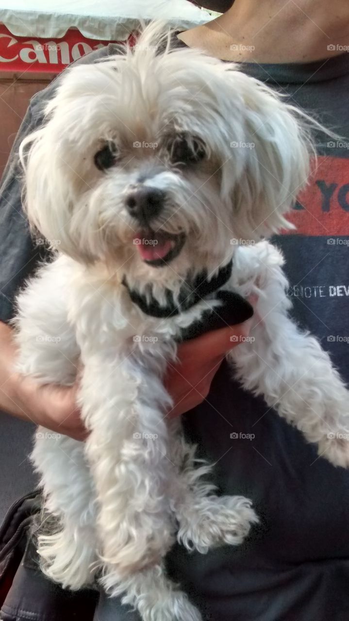 Smiling Dog in Owners Arms