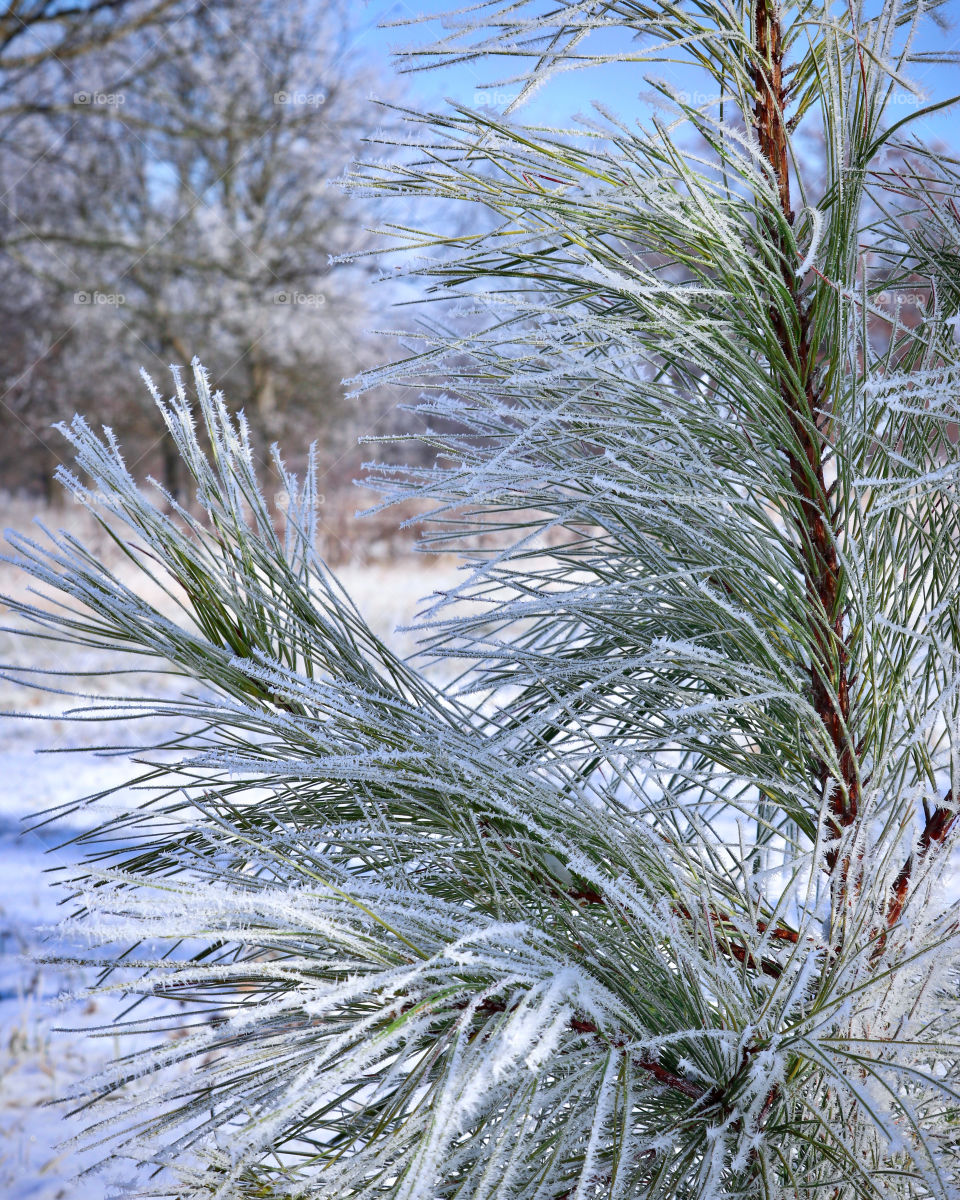 Frosty pinetree out in the snow in a winter wonderland
