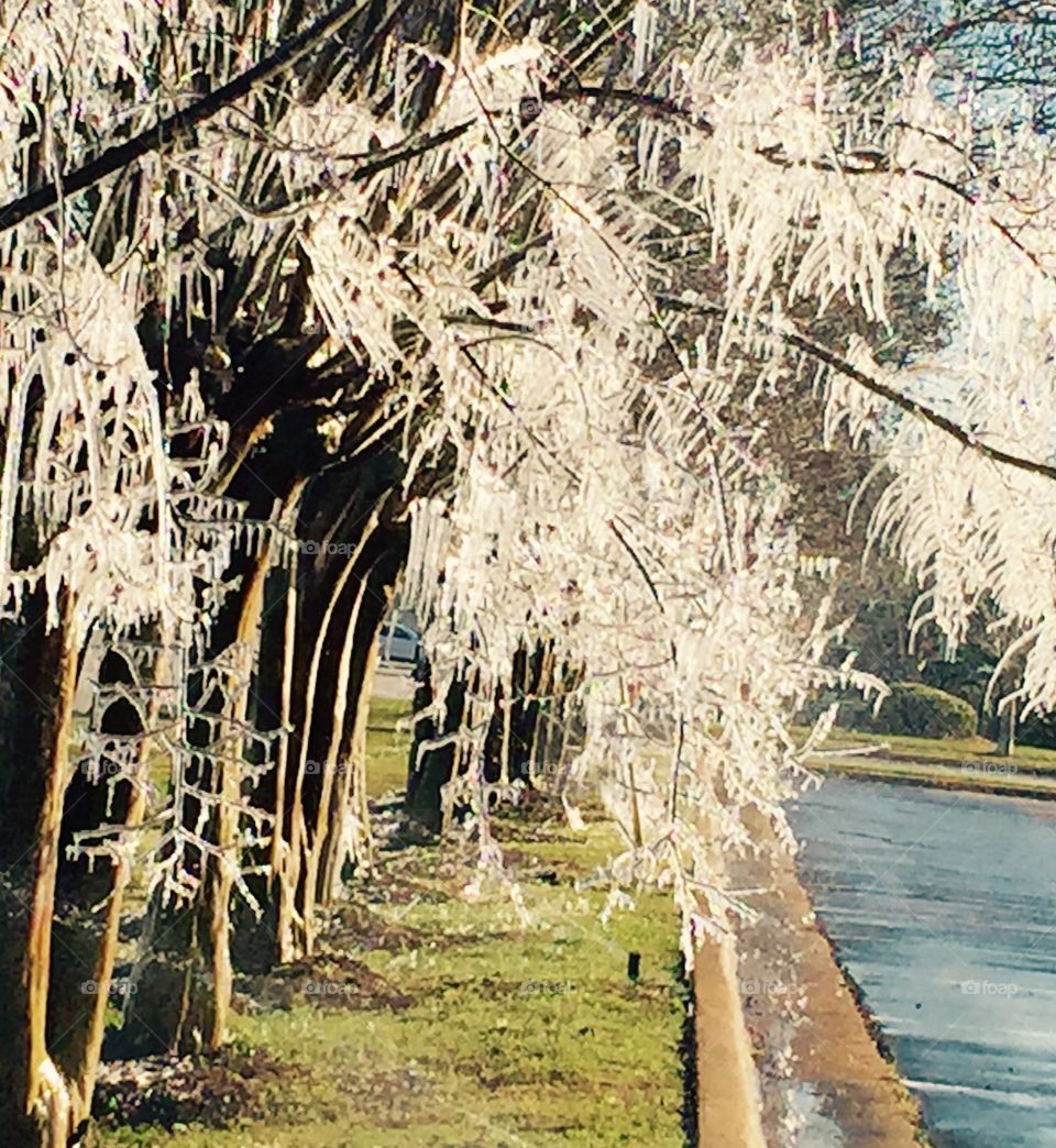 Iced up trees along the city street in the southern state of Georgia.