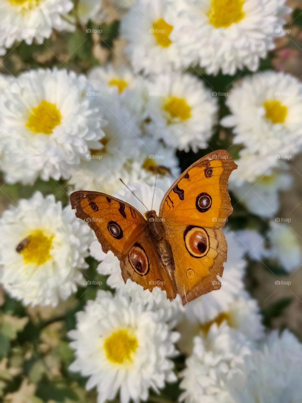 Closeup of a butterfly 🦋